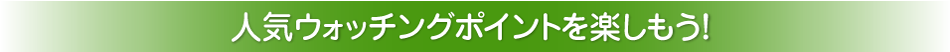 人気ウォッチングポイントを楽しもう!